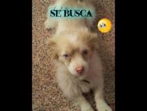 Curro