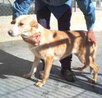 Chufa