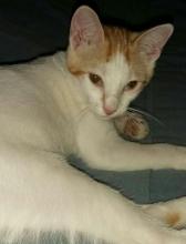 Tom Tom