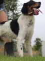Curro