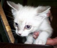 Michu