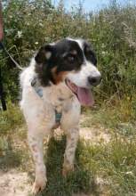 Lucho