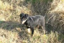 Pichi,reservado