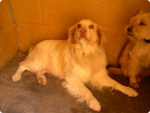 Pancho