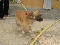 Mickey, reservado