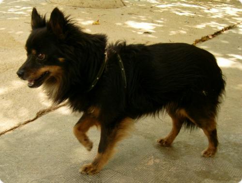 Rambo