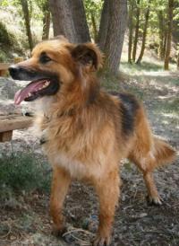 Maxi