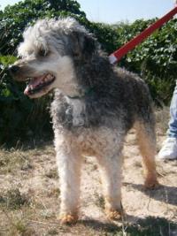 Toti