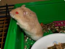  Mini hamster 