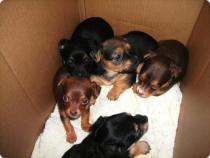 Cachorros raza peque�a