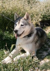 Lupi