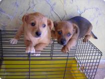 2 cachorros tama&ntilde;o peque