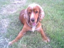  Willy 