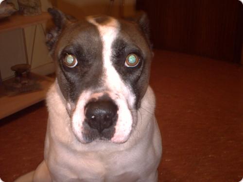 Baco