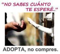 No compres, adopta!!!