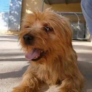  Lucho II 