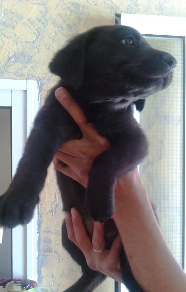 3 bbs mix labrador