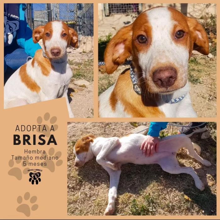 Brisa Brisa