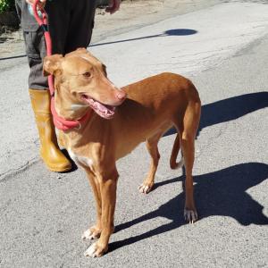 Canela