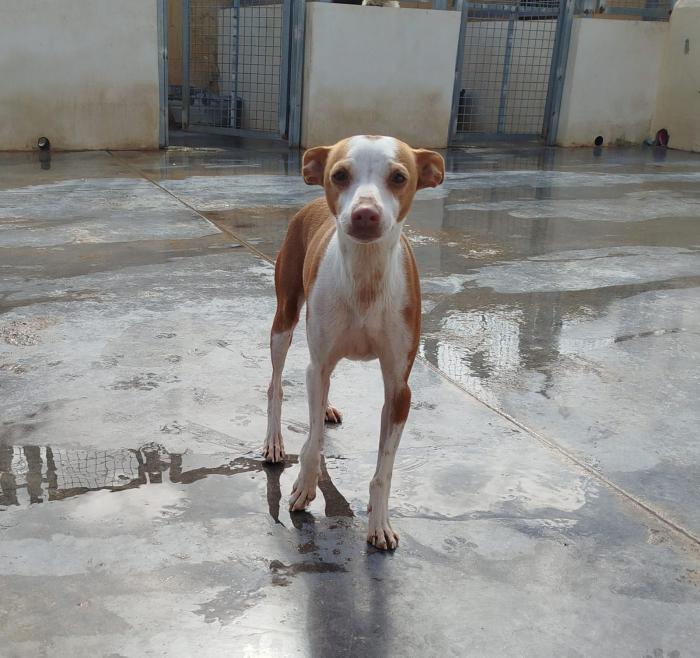 Jara
