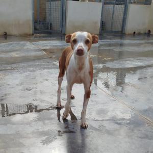 Jara