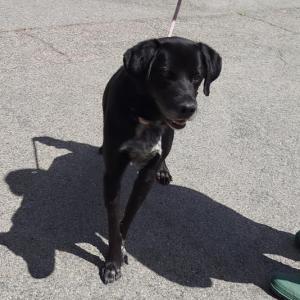 Blacky