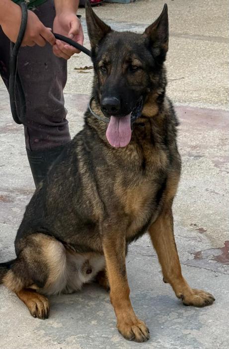 Lobo