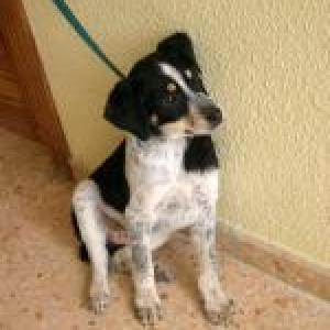  Dolça 