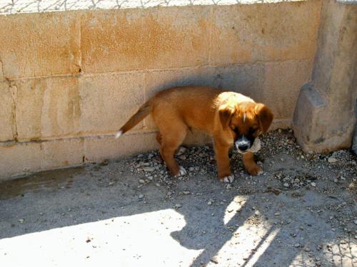 cachorretes