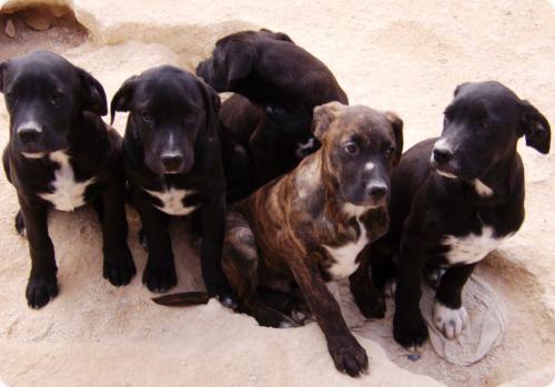 7xboxer-labrador,