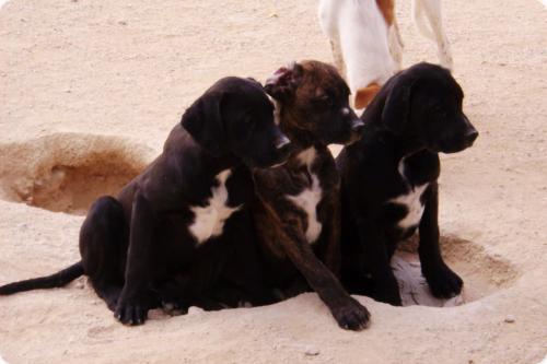 7xboxer-labrador,