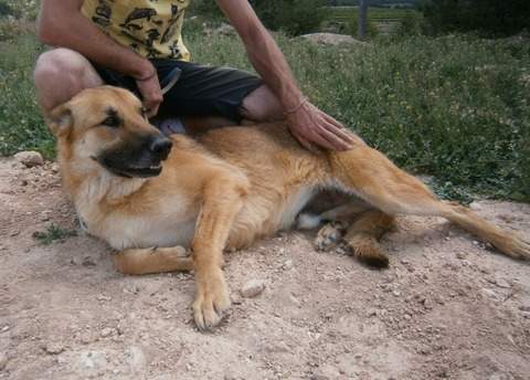 Lobo