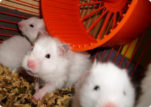 Hamsters