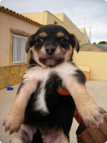 Cachorros raza pequeña