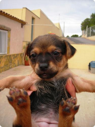 Cachorros raza pequeña