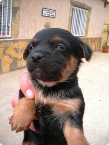 Cachorros raza pequeña