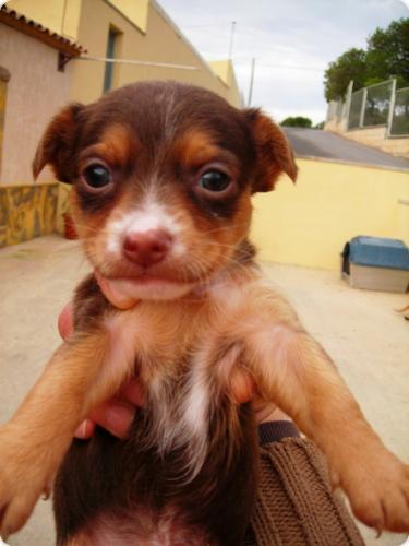 Cachorros raza pequeña