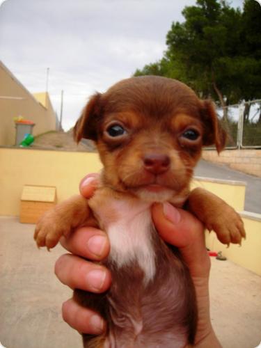 Cachorros raza pequeña