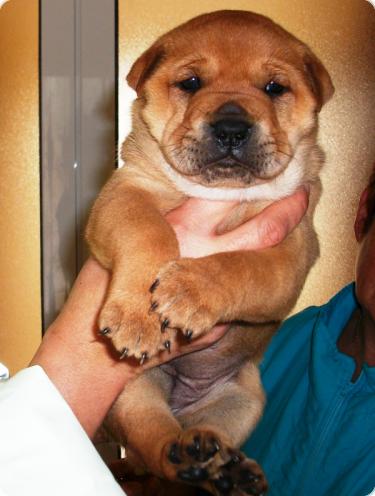 Camada Mix Sharpei