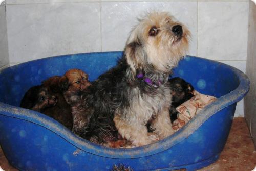 Polly y su familia