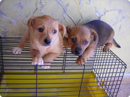 2 cachorros tamaño peque