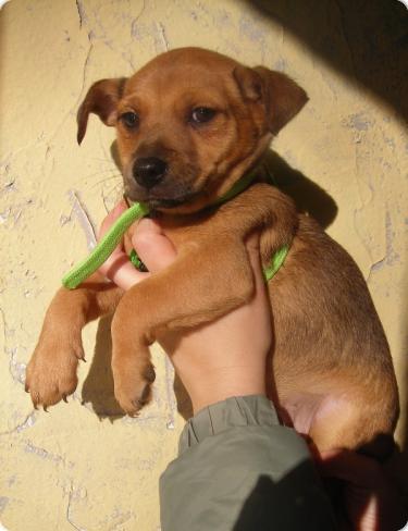 2 cachorros tamaño peque