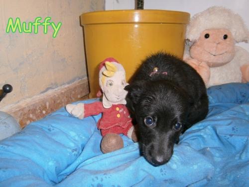 Camada cachorritos lanzados a la basura