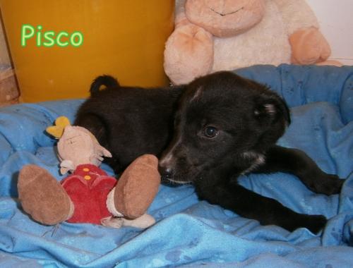 Camada cachorritos lanzados a la basura