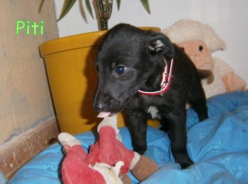 Camada cachorritos lanzados a la basura