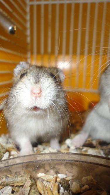 Hamsters