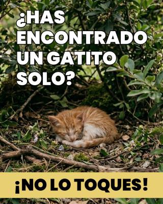 ¿Has encontrado gatitos? ¡NO LOS TOQUES! ¿Has encontrado gatitos? ¡NO LOS TOQUES!